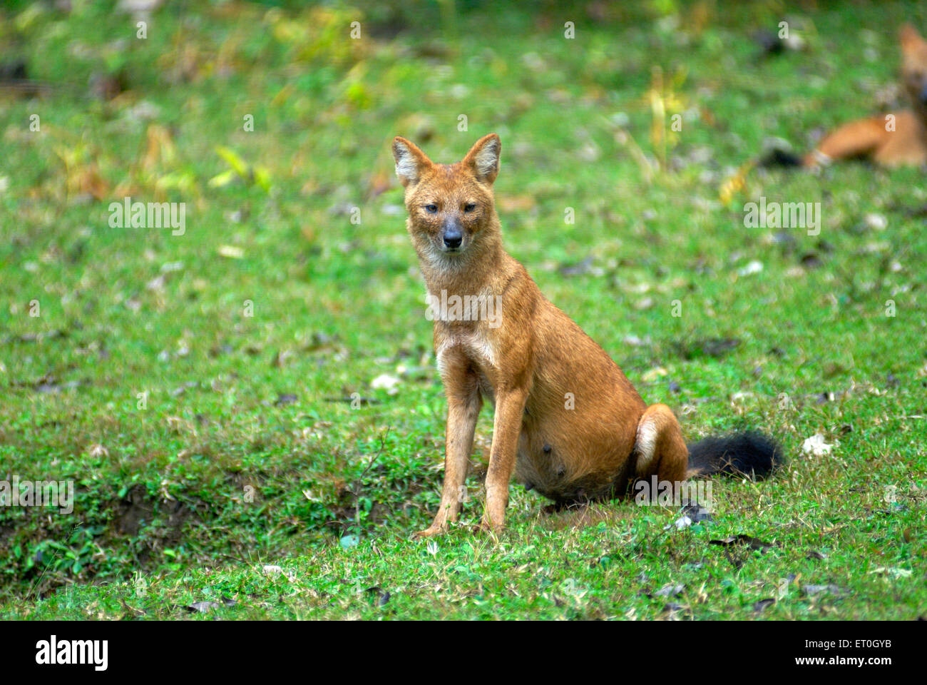 Dhole, Indischer Wildhund, weiblich, sitzend, Cuon alpinus, Nagarhole National Park, Wildlife Sanctuary, Kodagu, Coorg, Karnataka, Indien, Asien Stockfoto