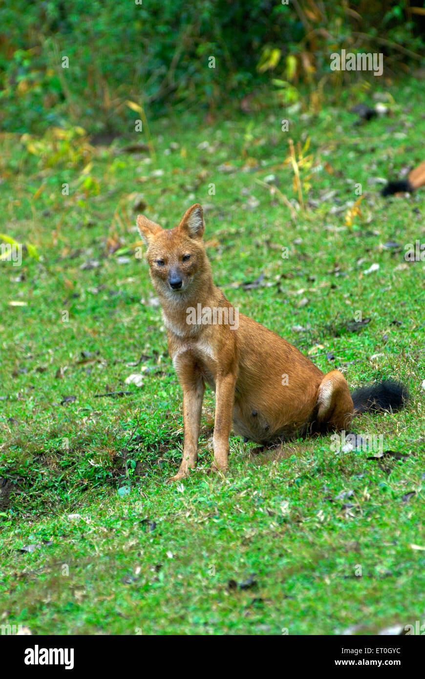 Dhole, Indischer Wildhund, weiblich, sitzend, Cuon alpinus, Nagarhole National Park, Wildlife Sanctuary, Kodagu, Coorg, Karnataka, Indien, Asien Stockfoto
