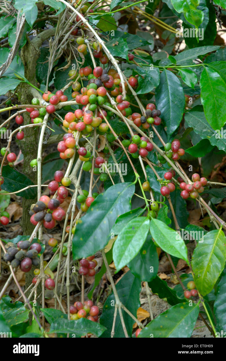 Kaffee Kirsche Baum, Coffee Tree, Kaffee Kirschen Baum, Kaffee-Beere, Kaffee Beeren, Mudbidri, Moodabidri, Coorg, Karnataka, Indien, Asien Stockfoto