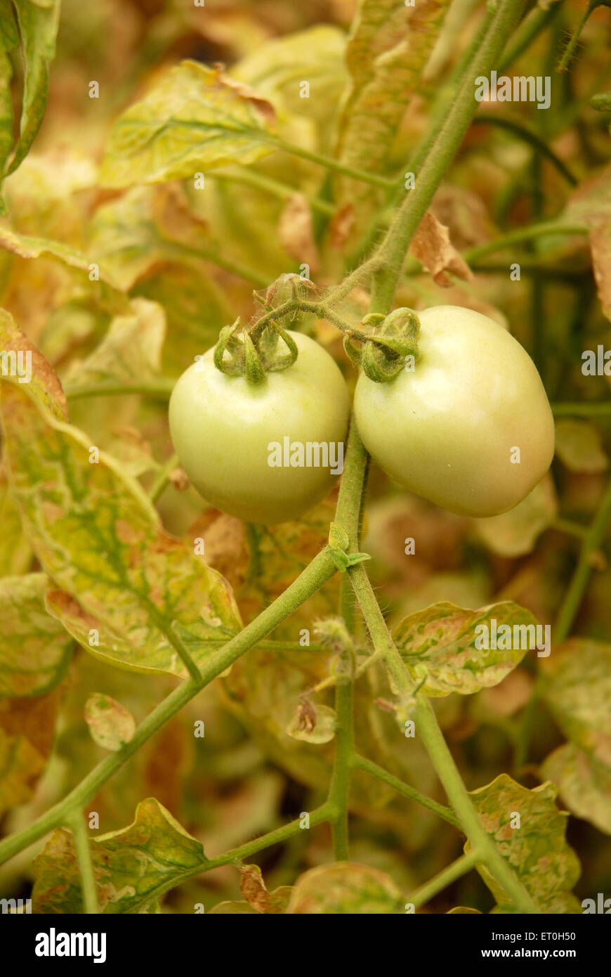 Tomatenbaum wächst in Feld, Nigdi, Pune, Maharashtra, Indien, Asien Stockfoto