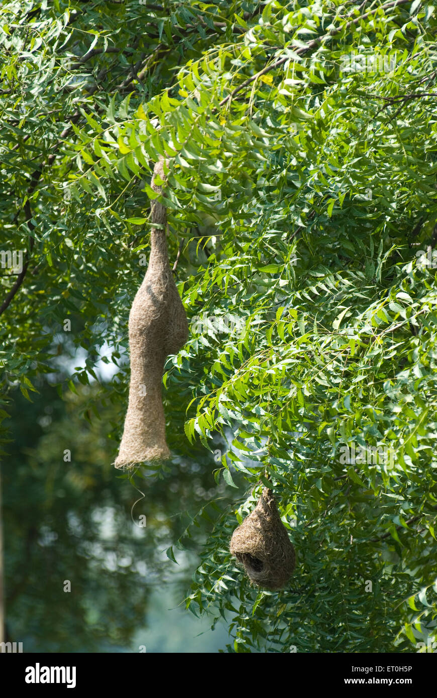 baya Weaver Weaverbird hängenden retort geformte Nester von Baum, Pune, Maharashtra, Indien, Asien Stockfoto