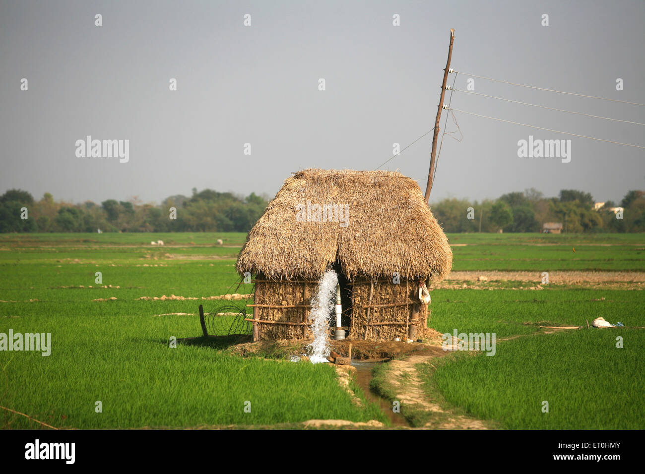 Strohgedeckte Dachhütte auf Wasserpumpe in Reisfeldern, Ranchi, Jharkhand, Indien, Indianerdorf Stockfoto