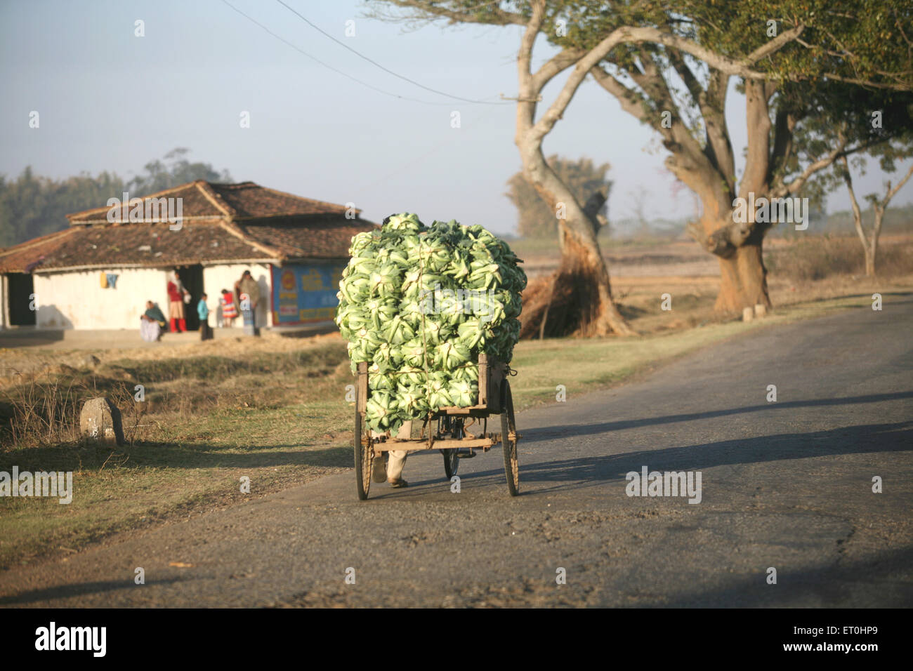 Rikscha mit Blumenkohl, Ranchi, Jharkhand, Indien, indischer Transport Stockfoto