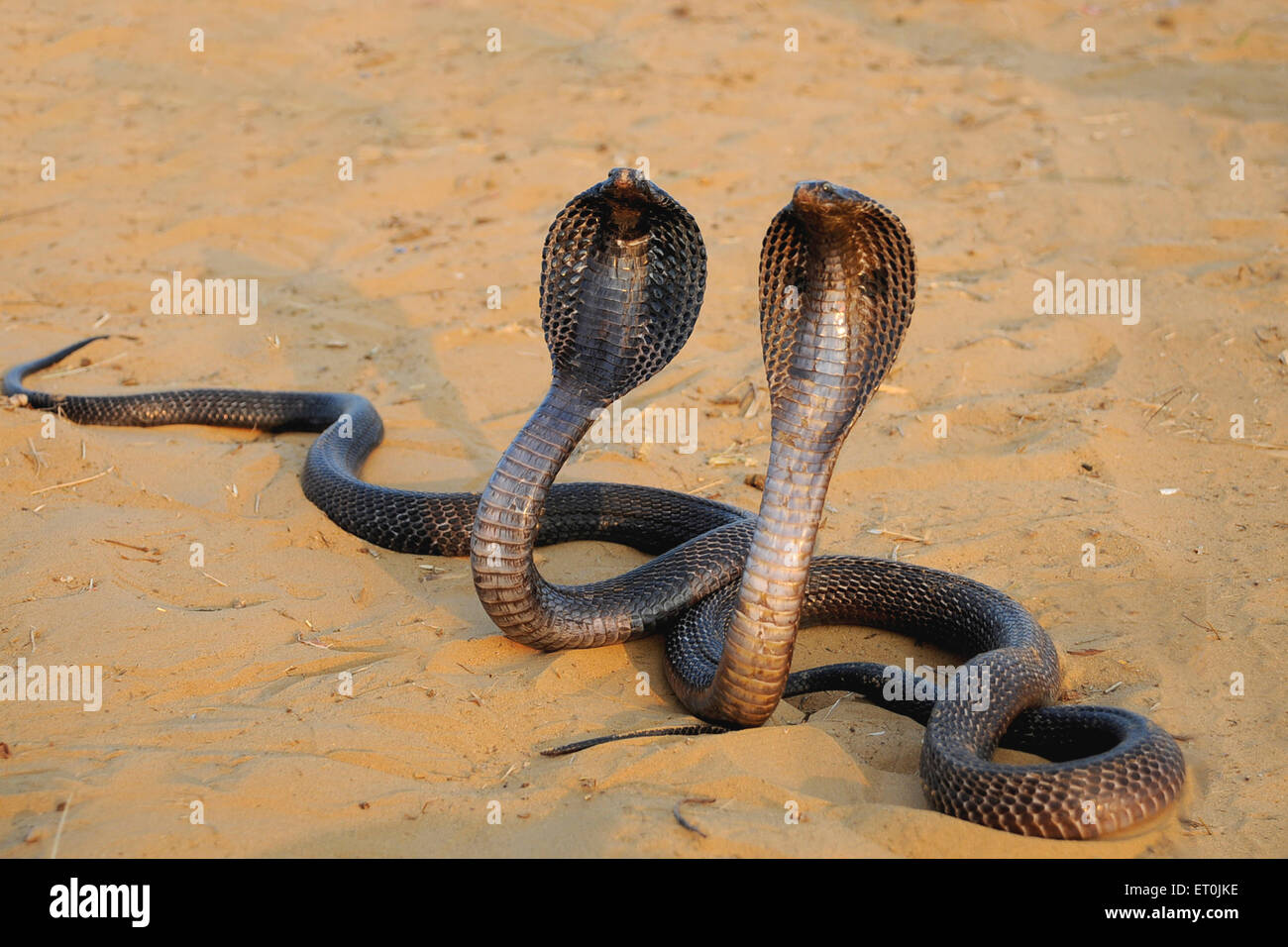 Cobra Schlangen mit Hauben offen, Pushkar Fair, Kartik Mela, Pushkar Mela, Pushkar, Rajasthan, Indien, Asien Stockfoto