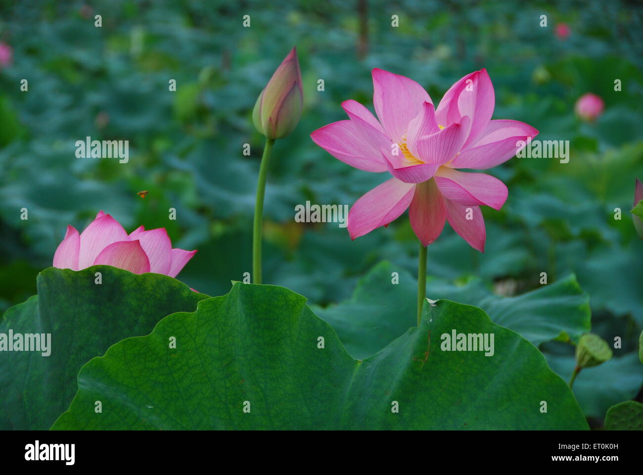 Hezhou. 10. Juni 2015. Foto aufgenommen am 10. Juni 2015 zeigt die blühenden Lotusblumen Limu Village in Hezhou Stadt, Süd-China Guangxi Zhuang Autonome Region. © Liao Zuping/Xinhua/Alamy Live-Nachrichten Stockfoto