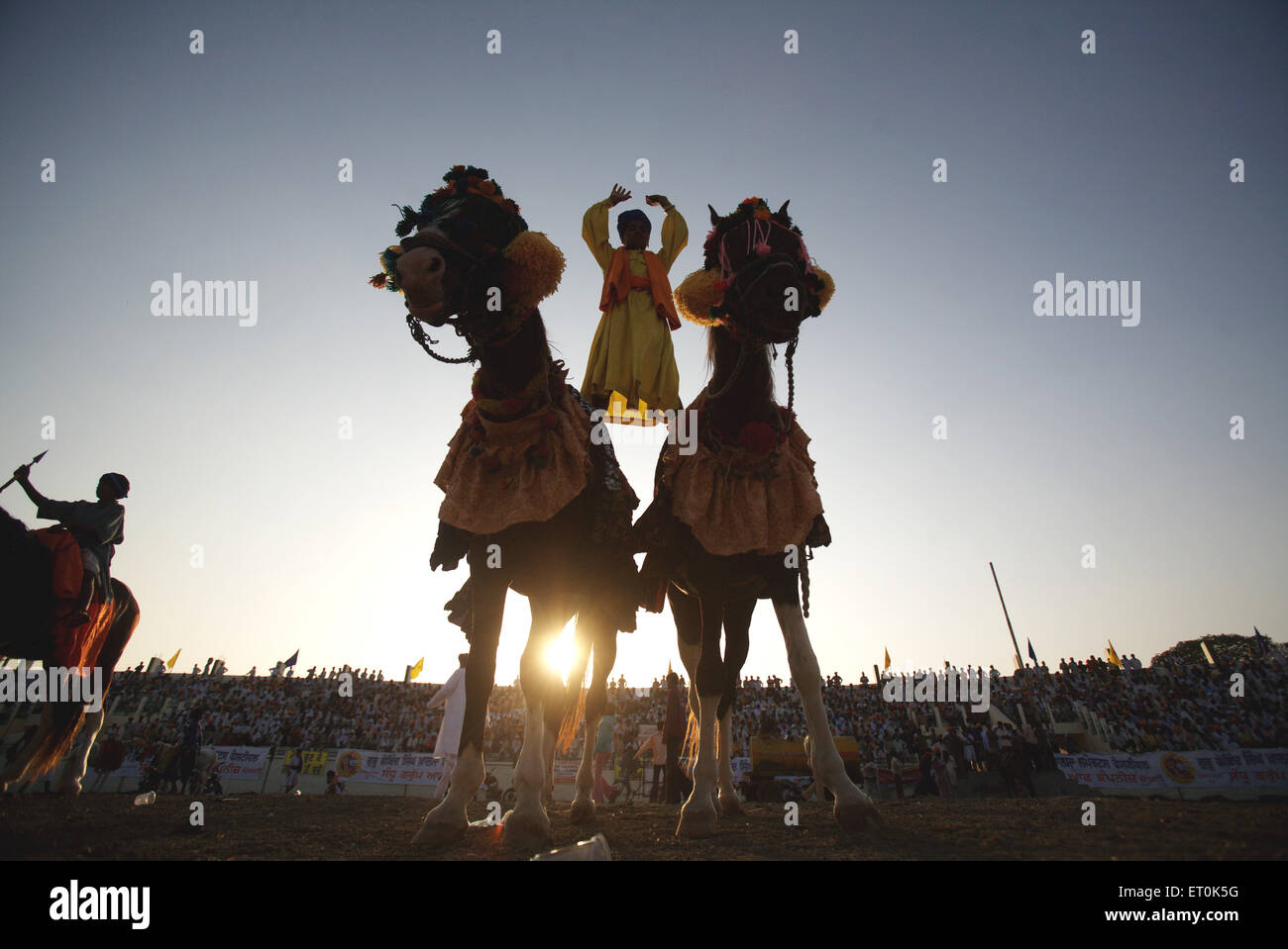 Nihangs Sikh Krieger Pferd zeigt Stunts Weihe des ewigen Sikh Guru Granth Sahib in Khalsa Sportplatz; Nanded Stockfoto
