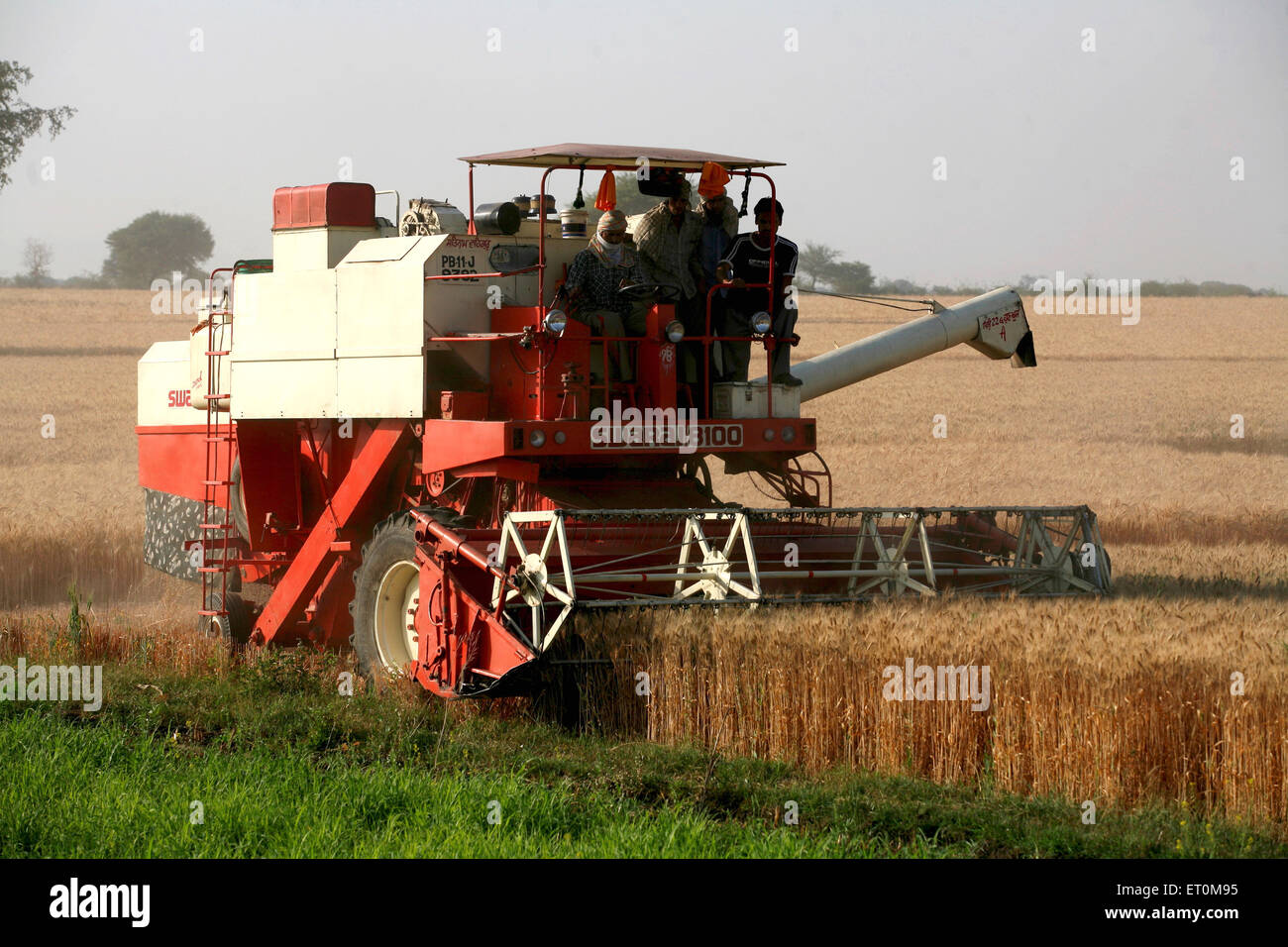 Mähdrescher von Gruppe von Bauern ernten goldene Weizen in Bereichen von Bhopal betrieben; Madhya Pradesh; Indien Stockfoto