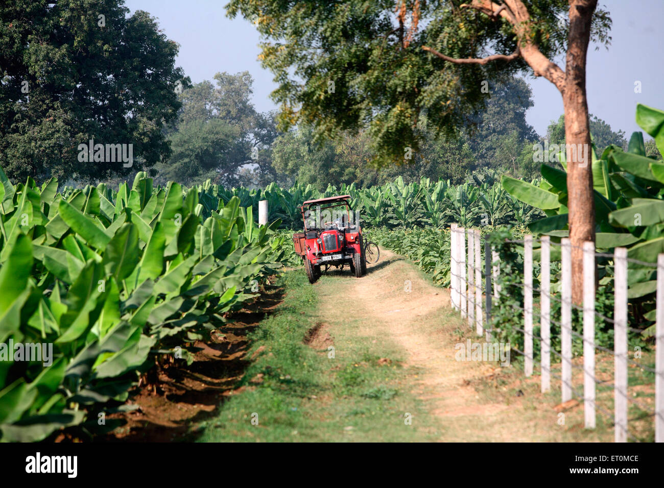 Traktor auf schmalen Pfad zwischen Banane Baum Felder in der Nähe von Ahmedabad gesehen; Gujarat; Indien Stockfoto