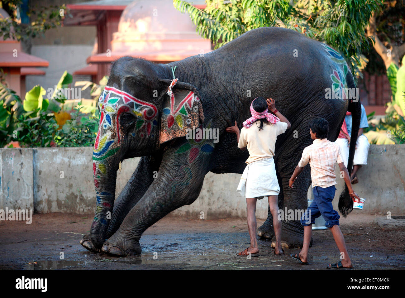 Mahout badender Elefant mit bemaltem Gesicht, Ahmedabad, Gujarat, Indien Stockfoto