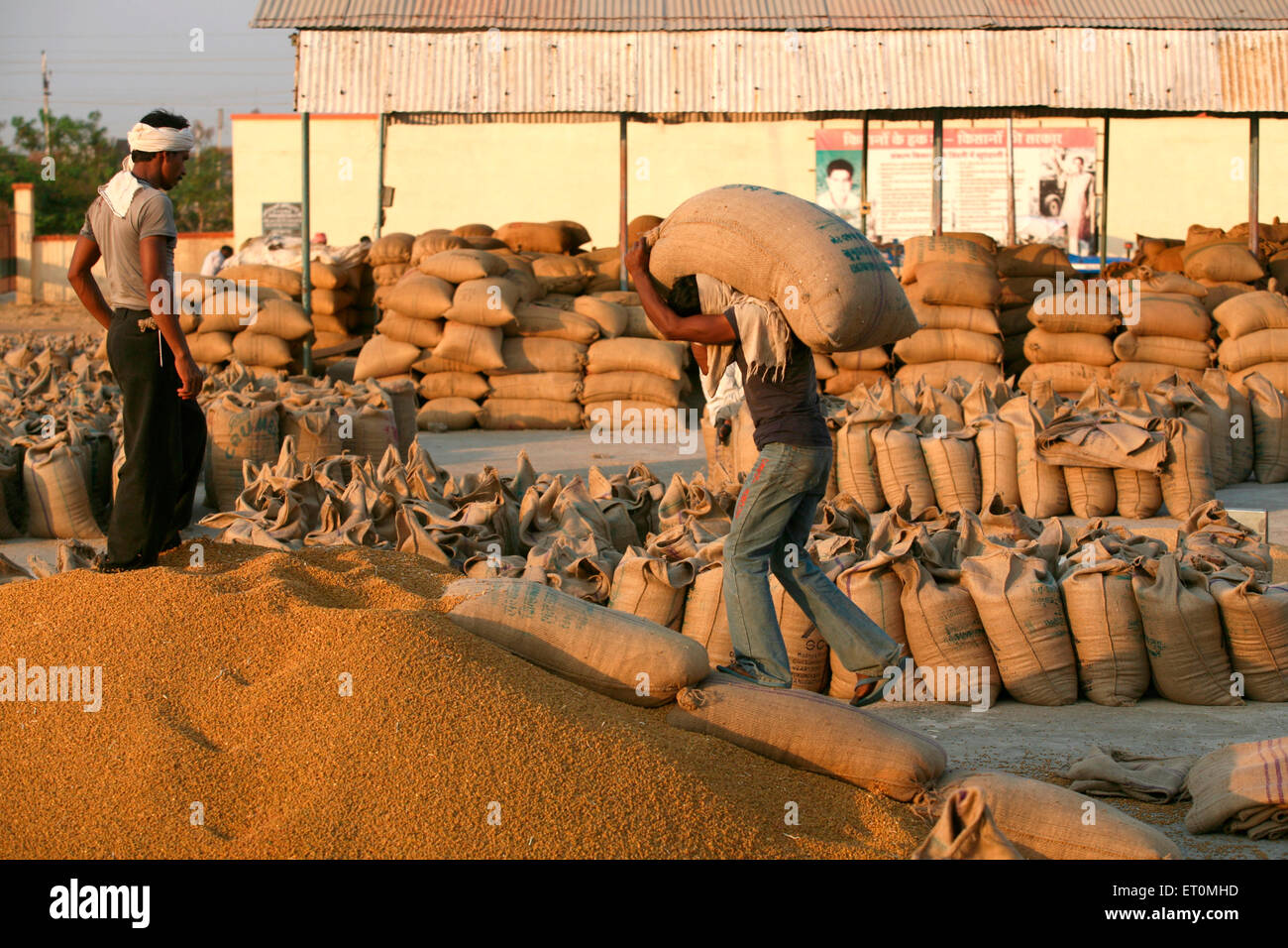 Arbeiter mit Jutetasche mit Weizen entleert werden, während andere Arbeiter Regie ihn an Harsud Mandi Bhopal Stockfoto