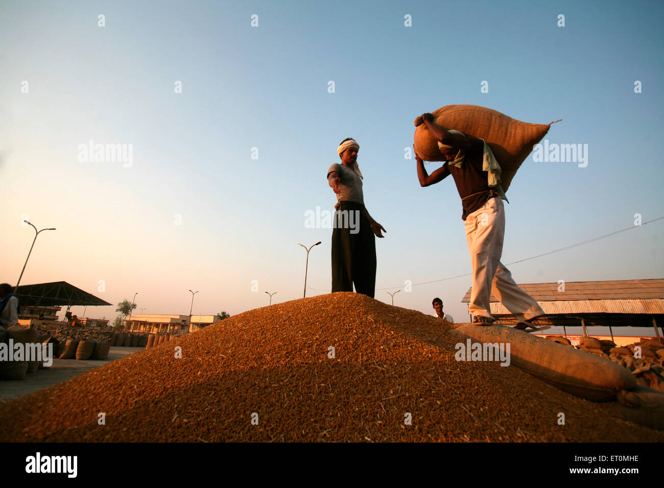 Arbeiter mit Jutetasche mit Weizen entleert werden, während andere Arbeiter Regie ihn an Harsud Mandi Bhopal Stockfoto