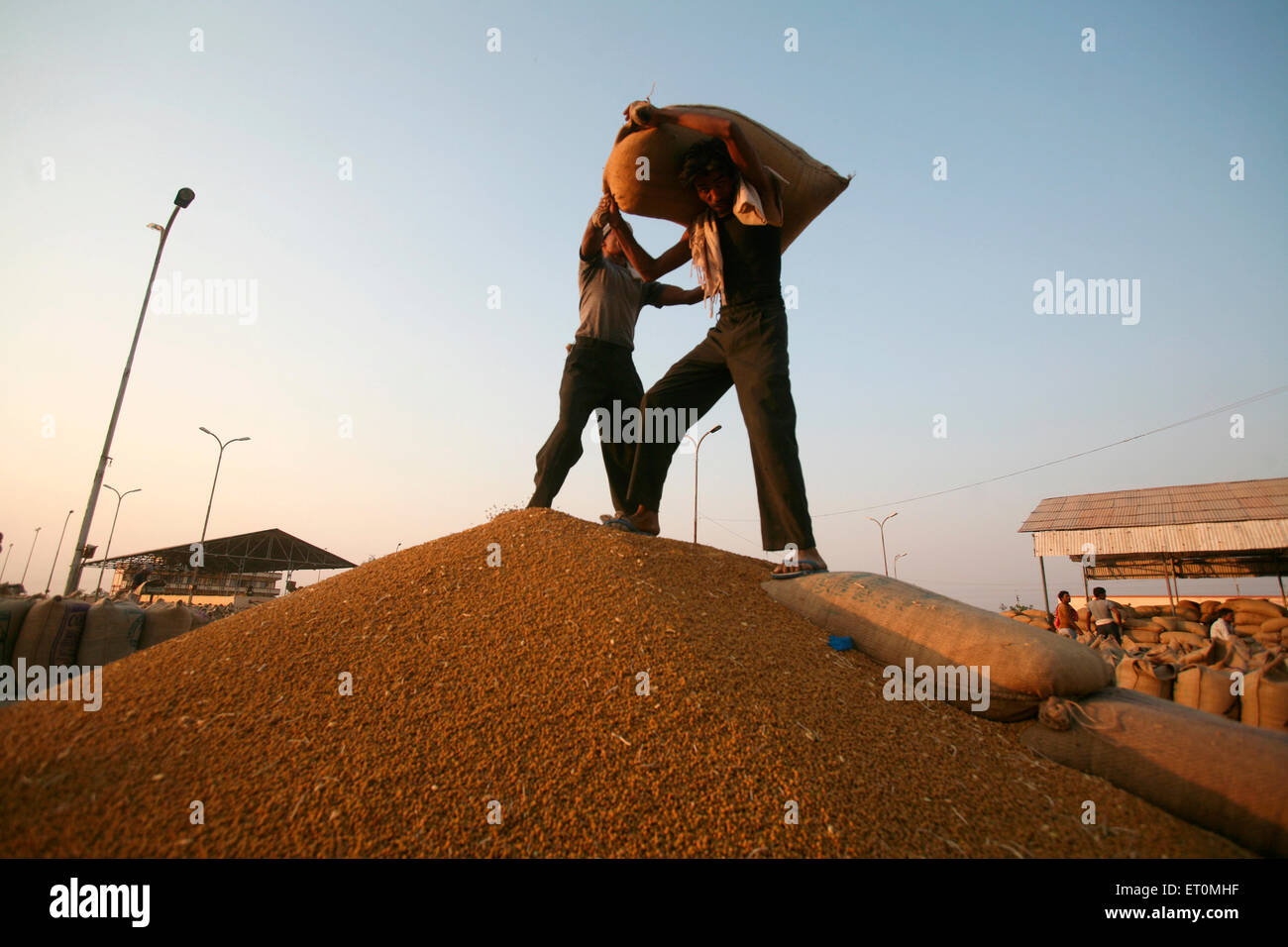 Arbeiter mit Jutetasche mit Weizen geleert werden wird durch andere Worker bei Harsud Mandi Bhopal geholfen wird Stockfoto
