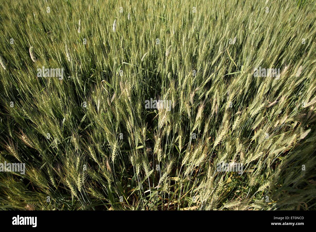 Weizenfeld, Weizenernte, Weizenanbau, Punjab, Indien Stockfoto