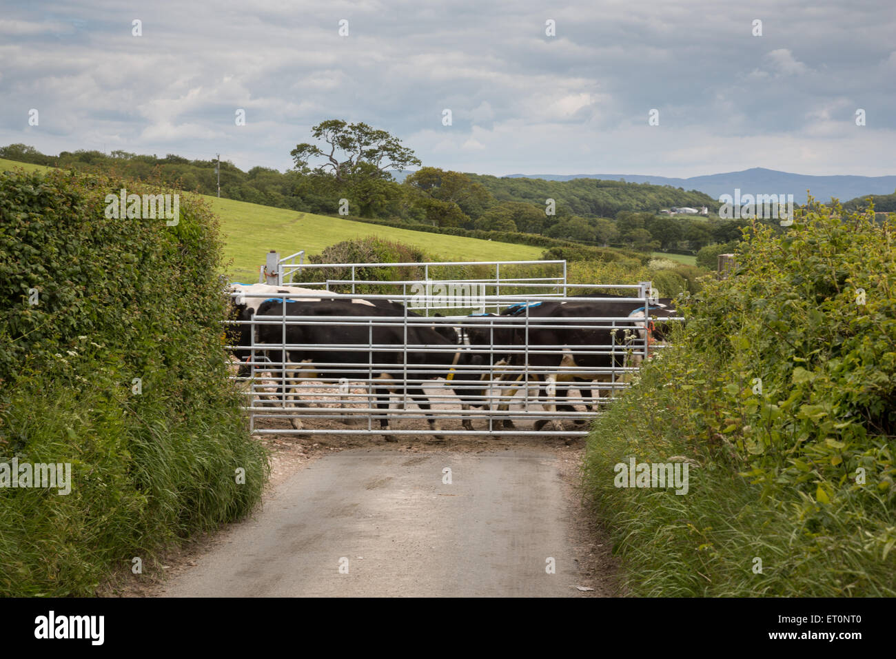 Straße gesperrt, da Kühe eine Gasse zu melkenden kreuzen Stockfoto