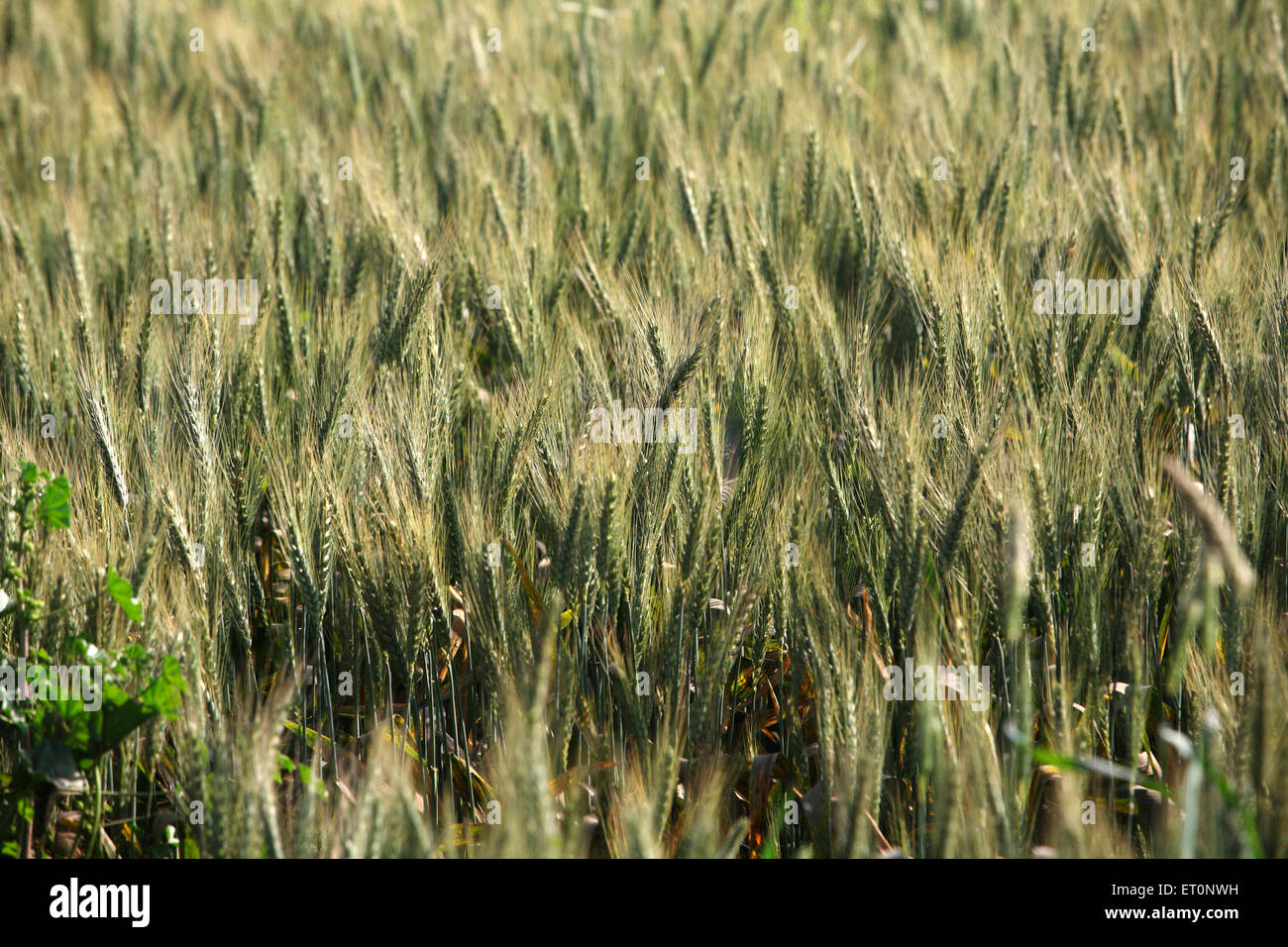 Weizenfeld, Weizenernte, Weizenanbau, Punjab, Indien Stockfoto