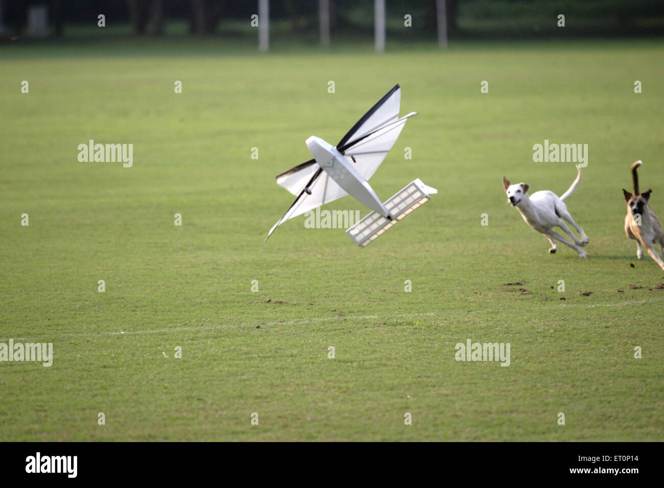 Hund läuft nach dem fliegen Flugmodell von Studenten des Iit gemacht; Powai; Bombay Mumbai; Maharashtra; Indien Stockfoto