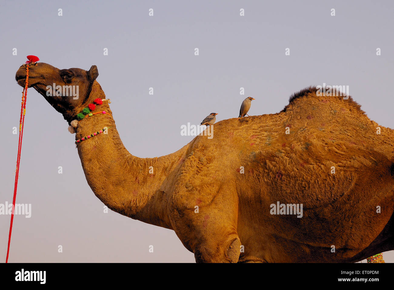 Vögel, die auf Kamelen sitzen, Pushkar Fair, Kamel Fair, Kartik Mela, Pushkar Mela, Pushkar, Ajmer, Rajasthan, Indien, Indianermessen Stockfoto