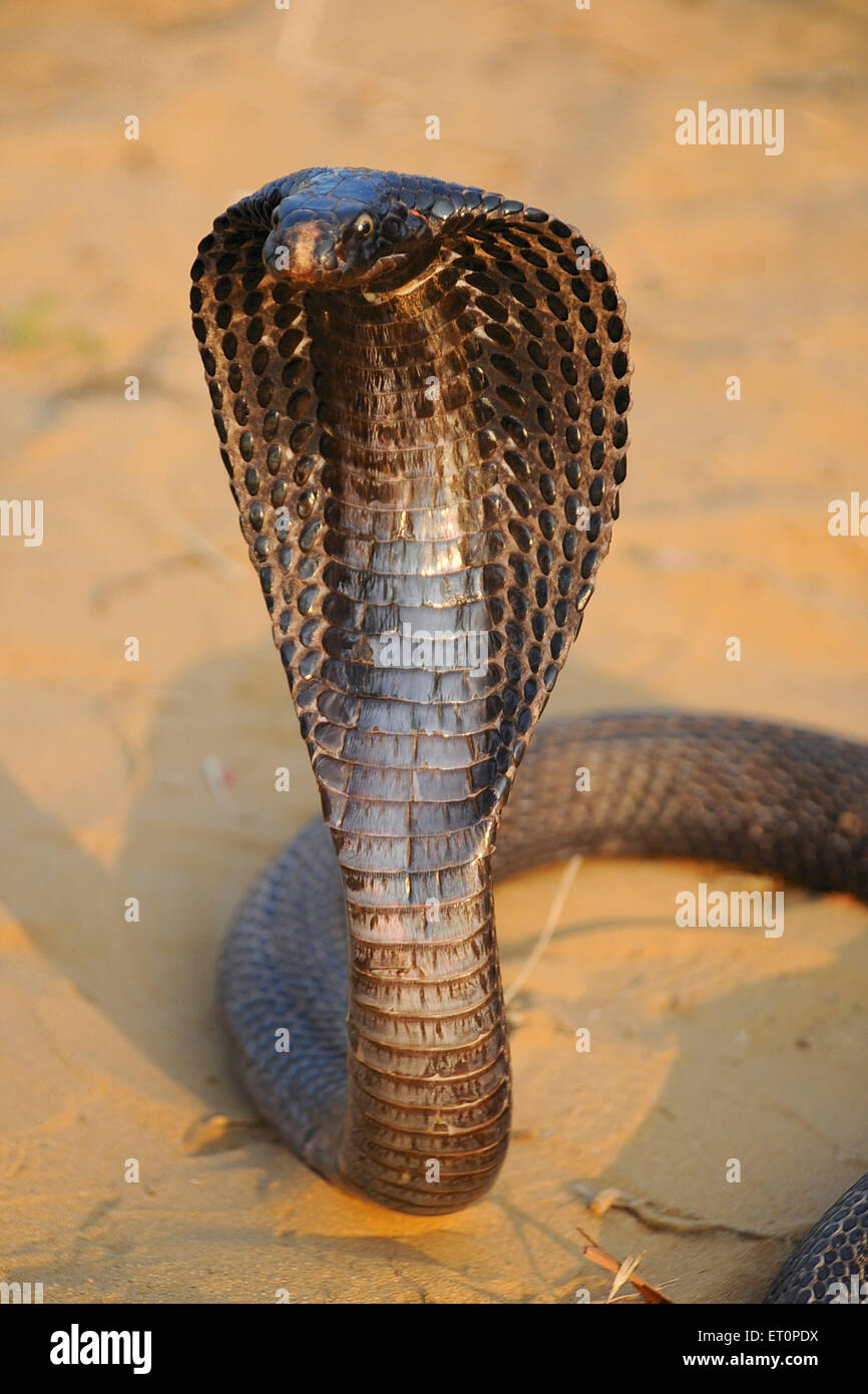 Reptilien; Cobra in aggressive Stellung; Pushkar; Rajasthan; Indien Stockfoto