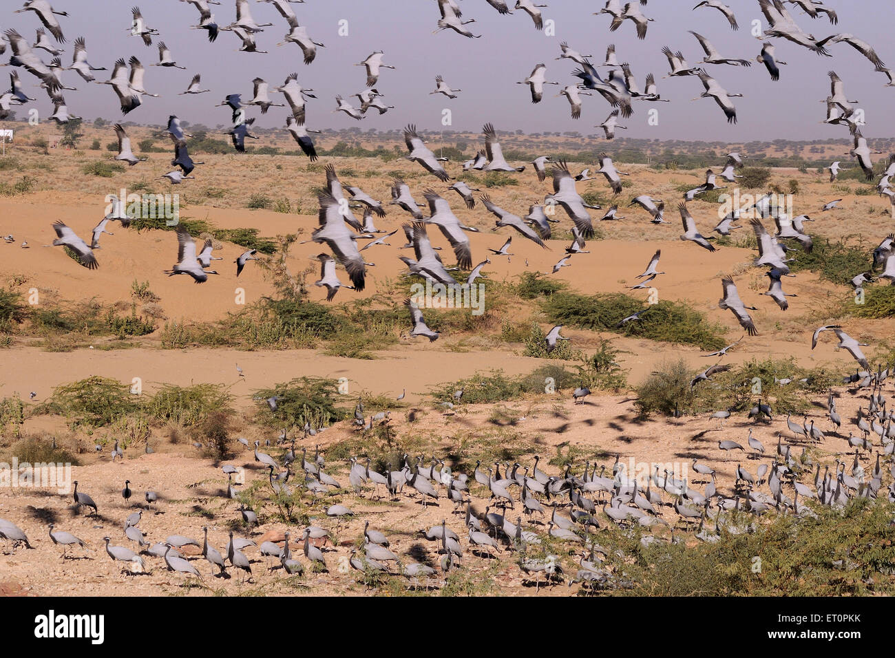 Demoiselle Crane Bird, Grus virgo, Koonj, Kurjaa, Chichan, Chechan, Phalodi, Thar Desert, Jodhpur, Rajasthan, Indien Stockfoto