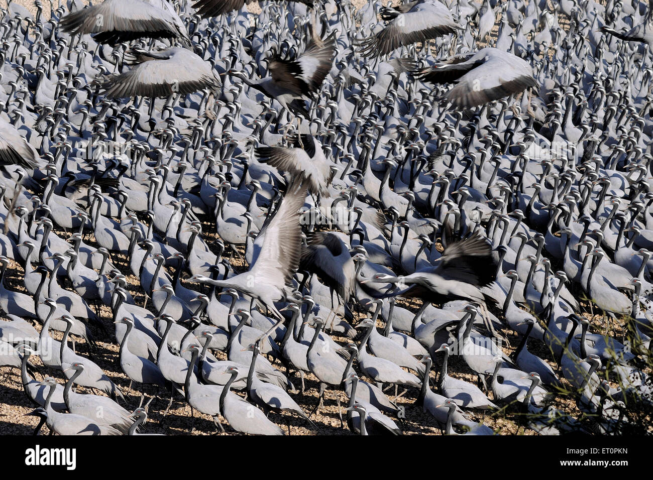 Demoiselle Crane Bird, Grus virgo, Koonj, Kurjaa, Chichan, Chechan, Phalodi, Thar Desert, Jodhpur, Rajasthan, Indien Stockfoto