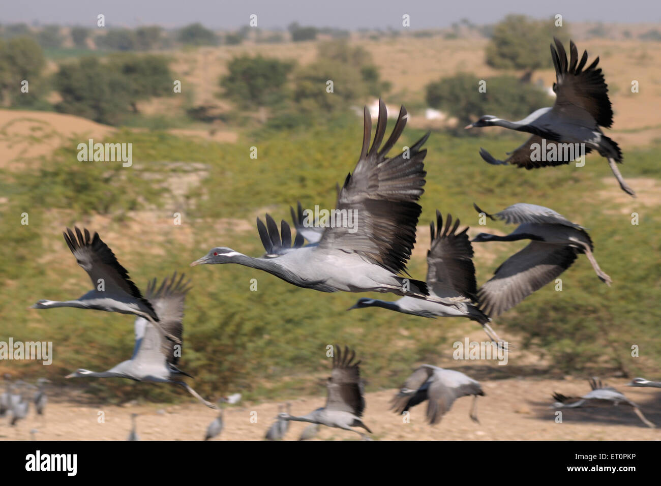 Demoiselle Crane Bird, Grus virgo, Koonj, Kurjaa, Chichan, Chechan, Phalodi, Thar Desert, Jodhpur, Rajasthan, Indien Stockfoto