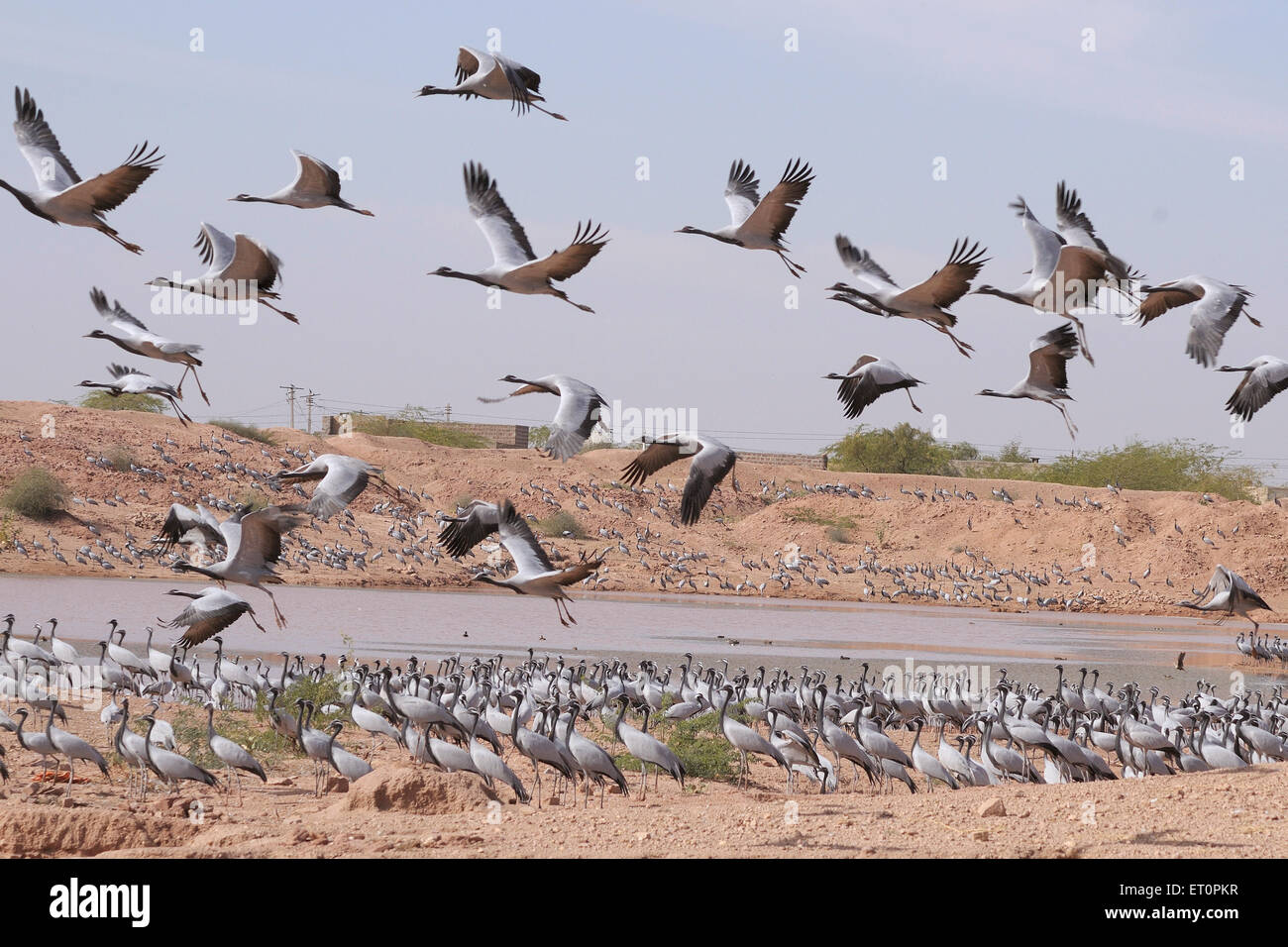 Demoiselle Crane Bird, Grus virgo, Koonj, Kurjaa, Chichan, Chechan, Phalodi, Thar Desert, Jodhpur, Rajasthan, Indien Stockfoto