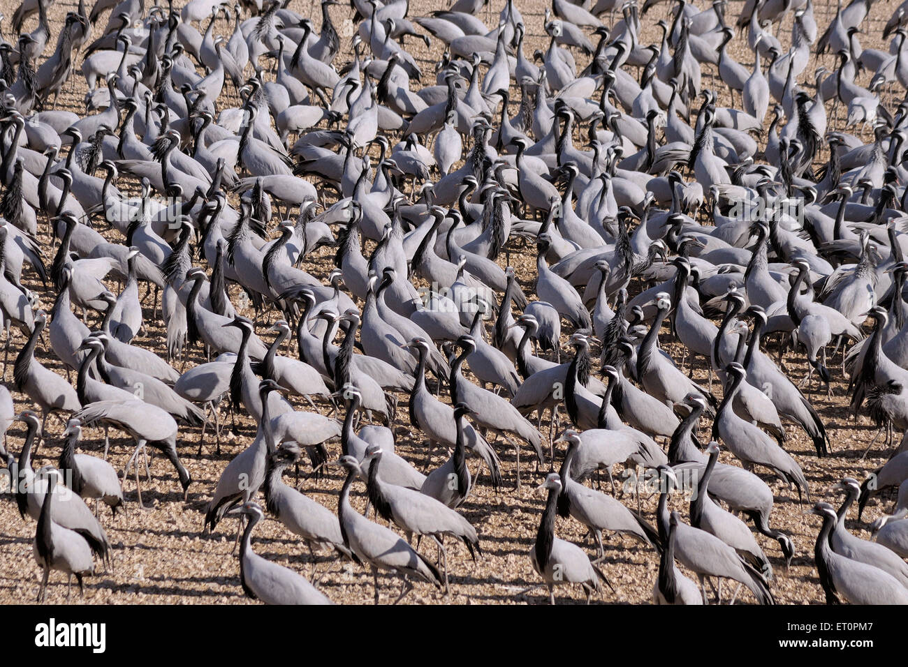 Demoiselle Crane Bird, Grus virgo, Koonj, Kurjaa, Chichan, Chechan, Phalodi, Thar Desert, Jodhpur, Rajasthan, Indien Stockfoto