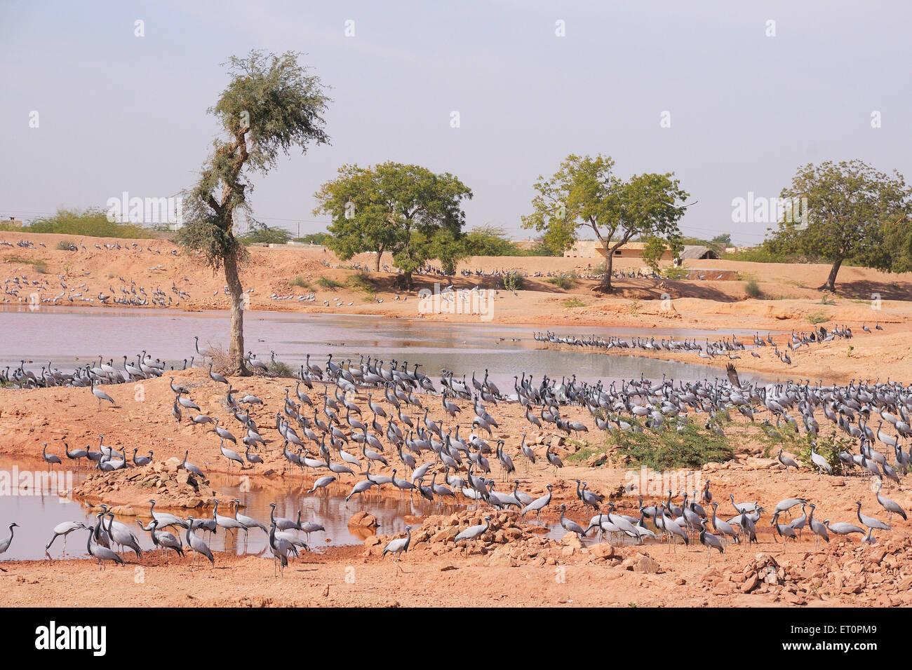Demoiselle Crane Bird, Grus virgo, Koonj, Kurjaa, Chichan, Chechan, Phalodi, Thar Desert, Jodhpur, Rajasthan, Indien Stockfoto