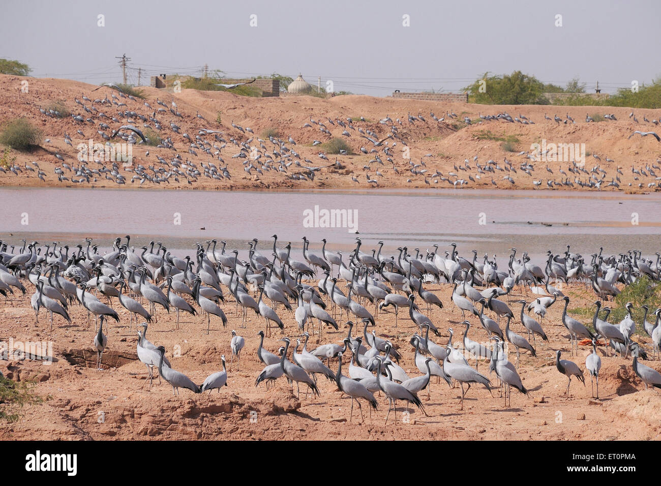 Demoiselle Crane Bird, Grus virgo, Koonj, Kurjaa, Chichan, Chechan, Phalodi, Thar Desert, Jodhpur, Rajasthan, Indien Stockfoto