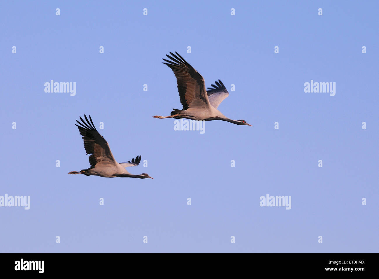 Vögel; Demoiselle Kran Grus Virgo fliegen in den Himmel; Khichan; Phalodi; Jodhpur; Rajasthan; Indien Stockfoto