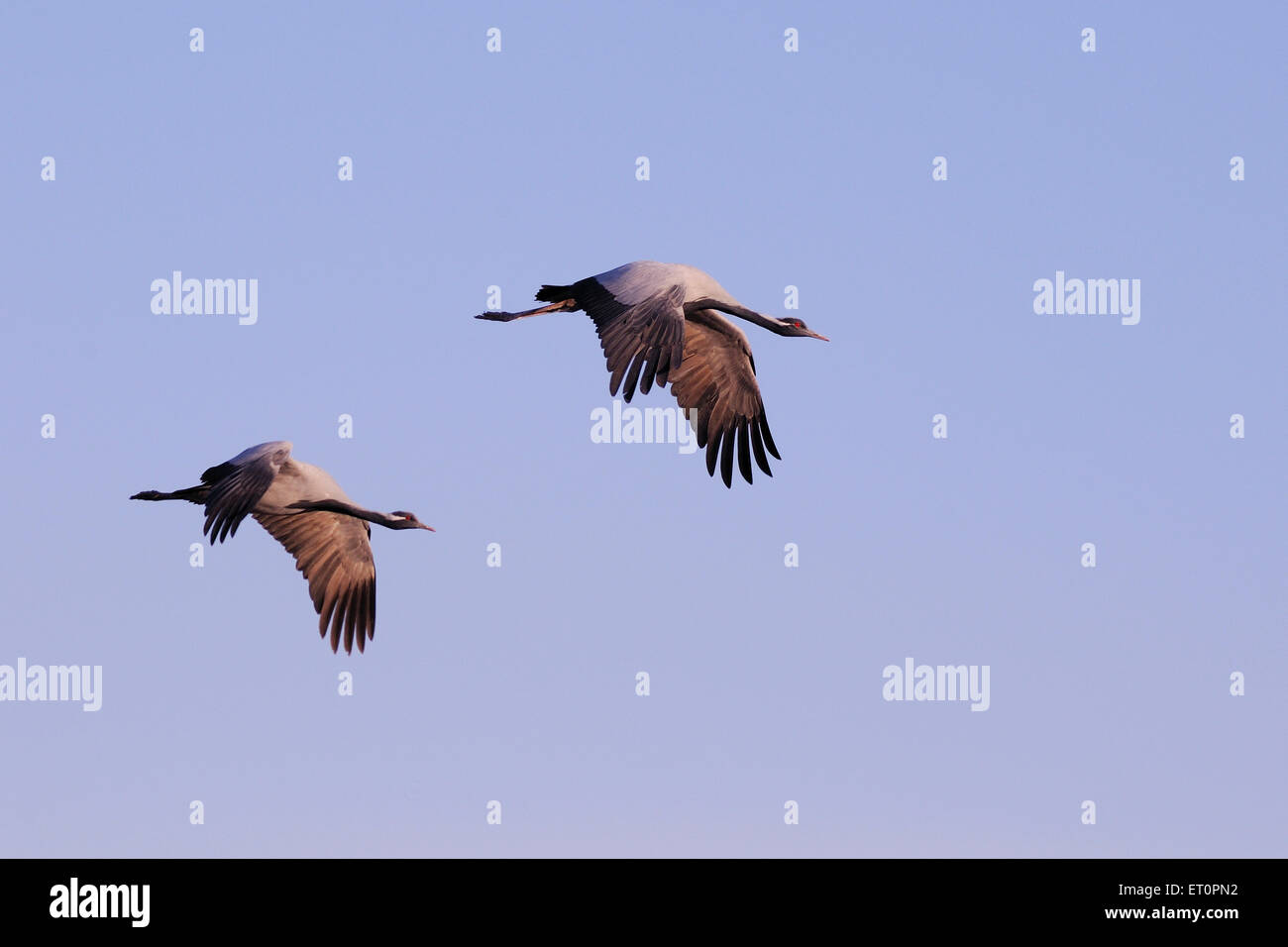 Demoiselle Crane Bird, Grus virgo, Koonj, Kurjaa, Chichan, Chechan, Phalodi, Thar Desert, Jodhpur, Rajasthan, Indien Stockfoto