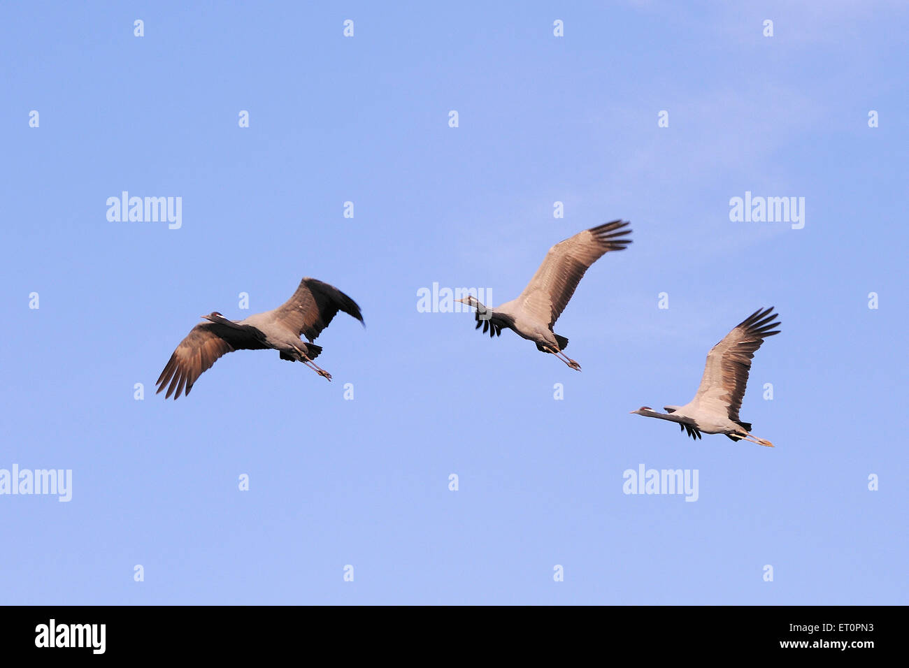 Demoiselle Crane Bird, Grus virgo, Koonj, Kurjaa, Chichan, Chechan, Phalodi, Thar Desert, Jodhpur, Rajasthan, Indien Stockfoto