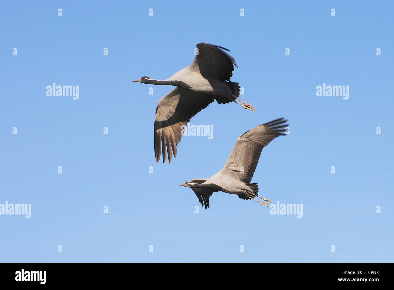 Demoiselle Crane Bird, Grus virgo, Koonj, Kurjaa, Chichan, Chechan, Phalodi, Thar Desert, Jodhpur, Rajasthan, Indien Stockfoto