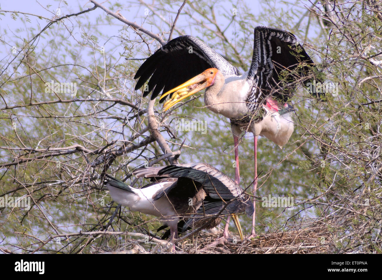 Vögel; bemalte Storch Mycteria Leucocephala Fütterung Küken; Bharatpur; Rajasthan; Indien Stockfoto
