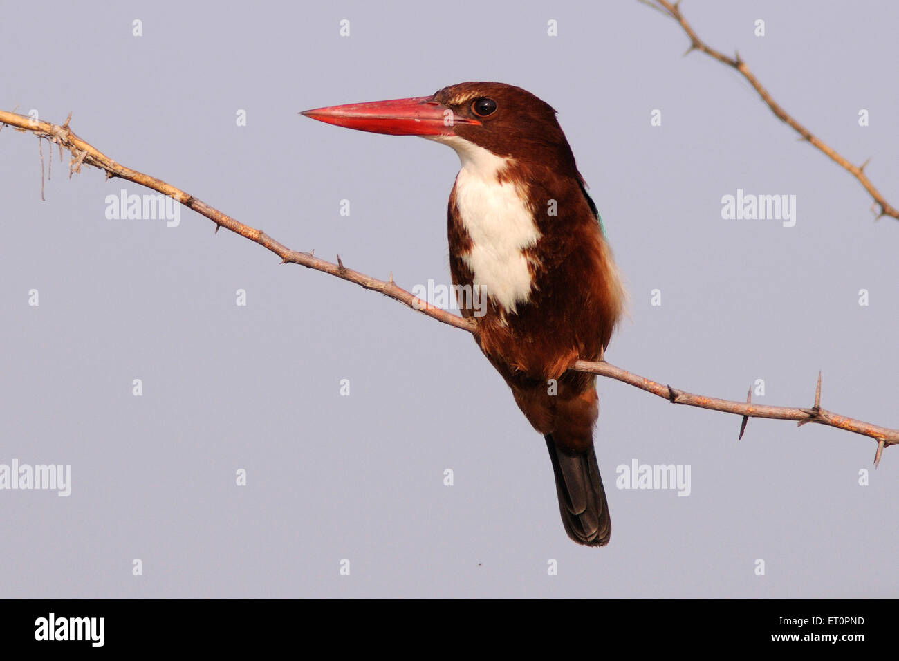 Vögel; weiße breasted Kingfisher halcyon Smyrnensis auf Ast; Bharatpur; Rajasthan; Indien Stockfoto