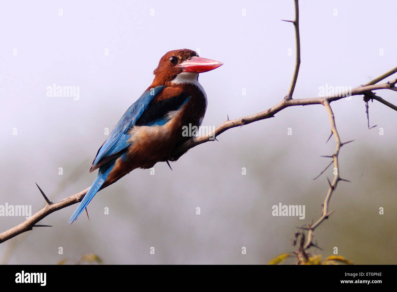 Vögel; weiße breasted Kingfisher halcyon Smyrnensis auf Ast; Bharatpur; Rajasthan; Indien Stockfoto