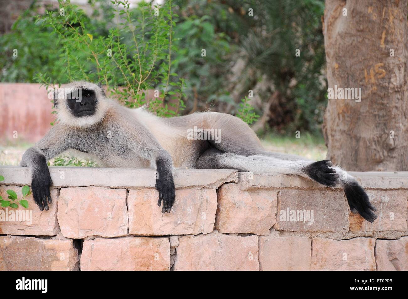 Grauer Langur, Hanuman-Langur, Hanuman-Affen, an der Wand entspannen, Jodhpur, Rajasthan, Indien Stockfoto