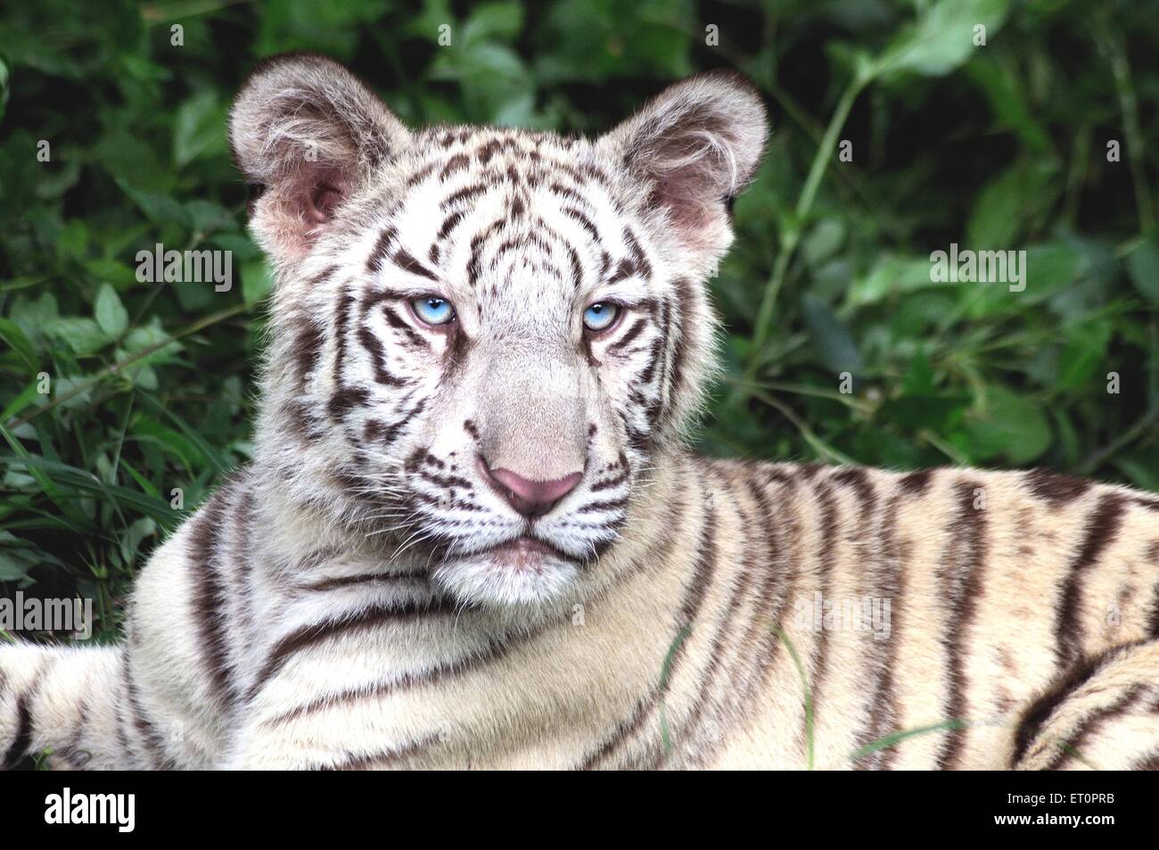 Porträt des weißen Tigers Panthera Tigris ruht im Nationalpark Safari; Bangalore; Karnataka; Indien Stockfoto