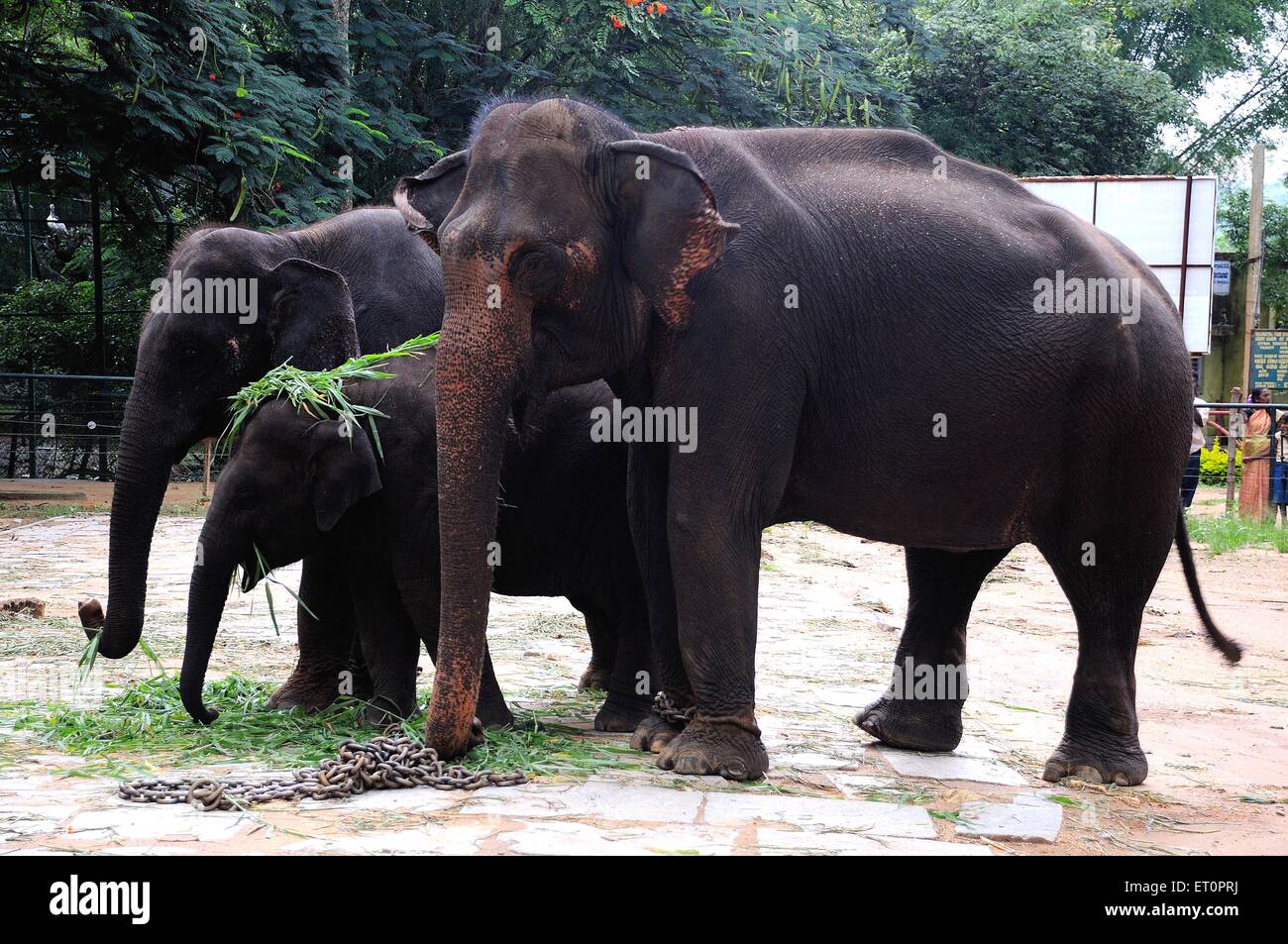 Elefantenfamilie, die Gras isst; Bannerghatta Safari; Bannerghatta Zoo; Biological Park; Bangalore; Bengaluru; Karnataka; Indien Stockfoto