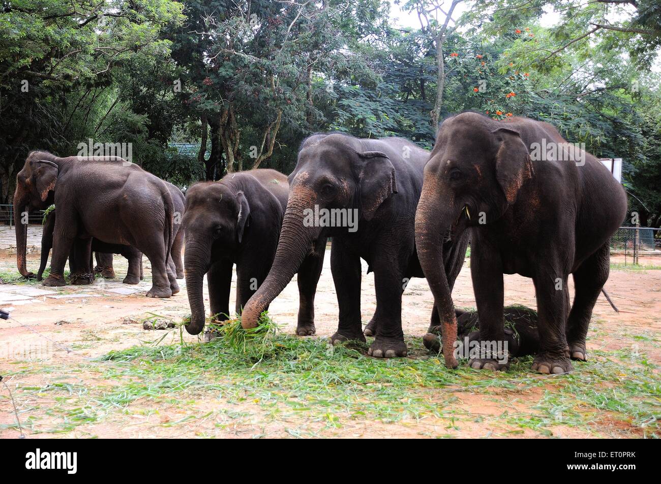 Elefantenfamilie, die Gras isst; Bannerghatta Safari; Bannerghatta Zoo; Biological Park; Bangalore; Bengaluru; Karnataka; Indien Stockfoto