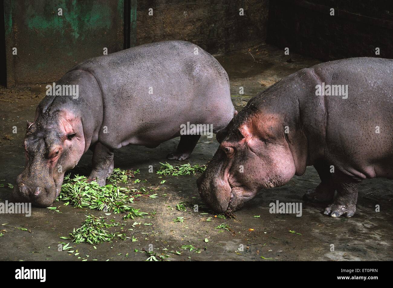 Hippopotamus, der Gras frisst; Bannerghatta Safari; Bannerghatta Zoo; Biological Park; Bangalore; Bengaluru; Karnataka; Indien Stockfoto