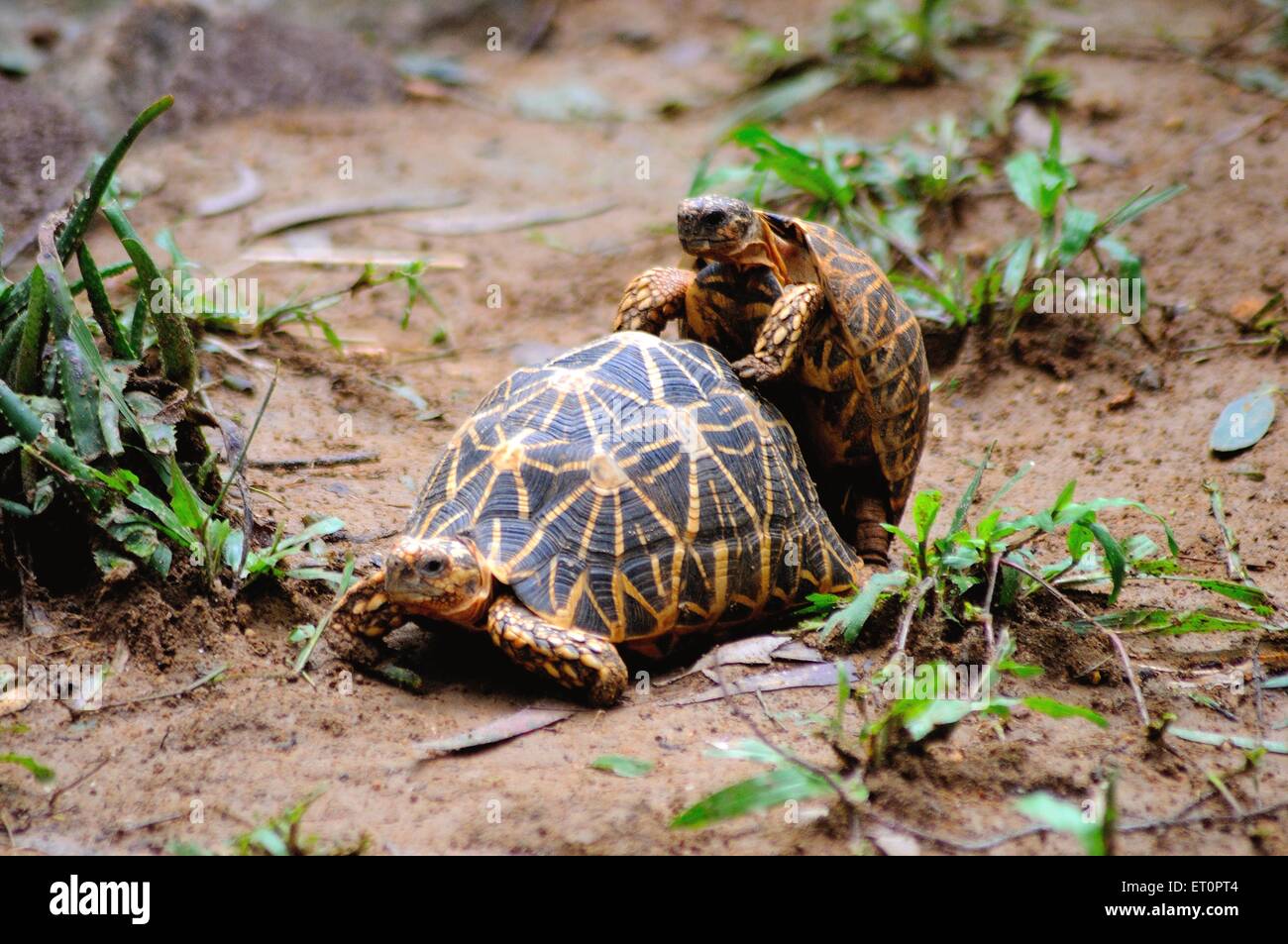Schildkröten spielen ; Bannerghatta Safari ; Bannerghatta Zoo ; Biologischer Park ; Bangalore ; Bengaluru; Karnataka; Indianer Stockfoto