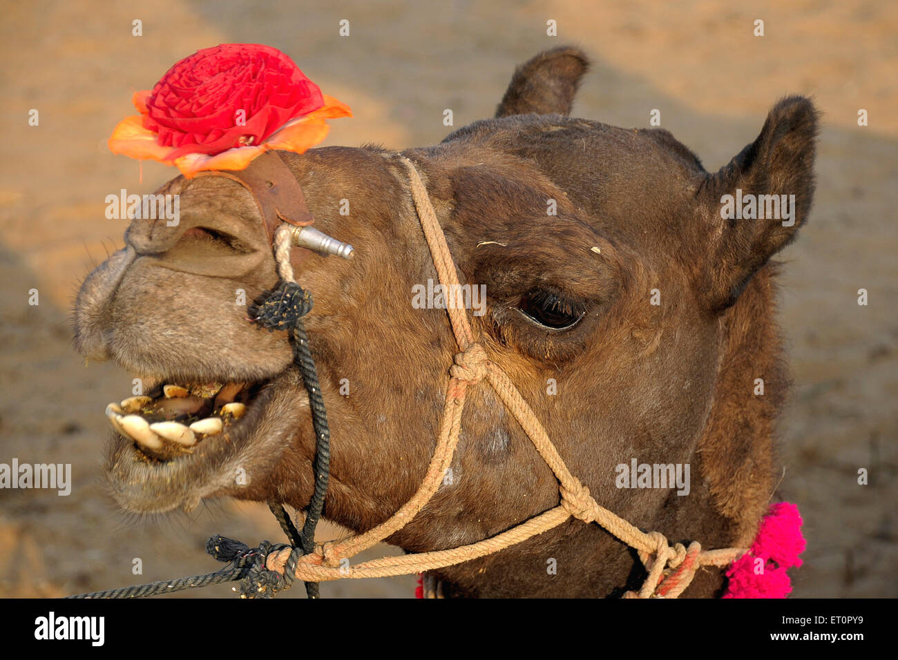 Kamel mit Rose Blume auf der Nase in Pushkar Fair Rajasthan Indien Stockfoto