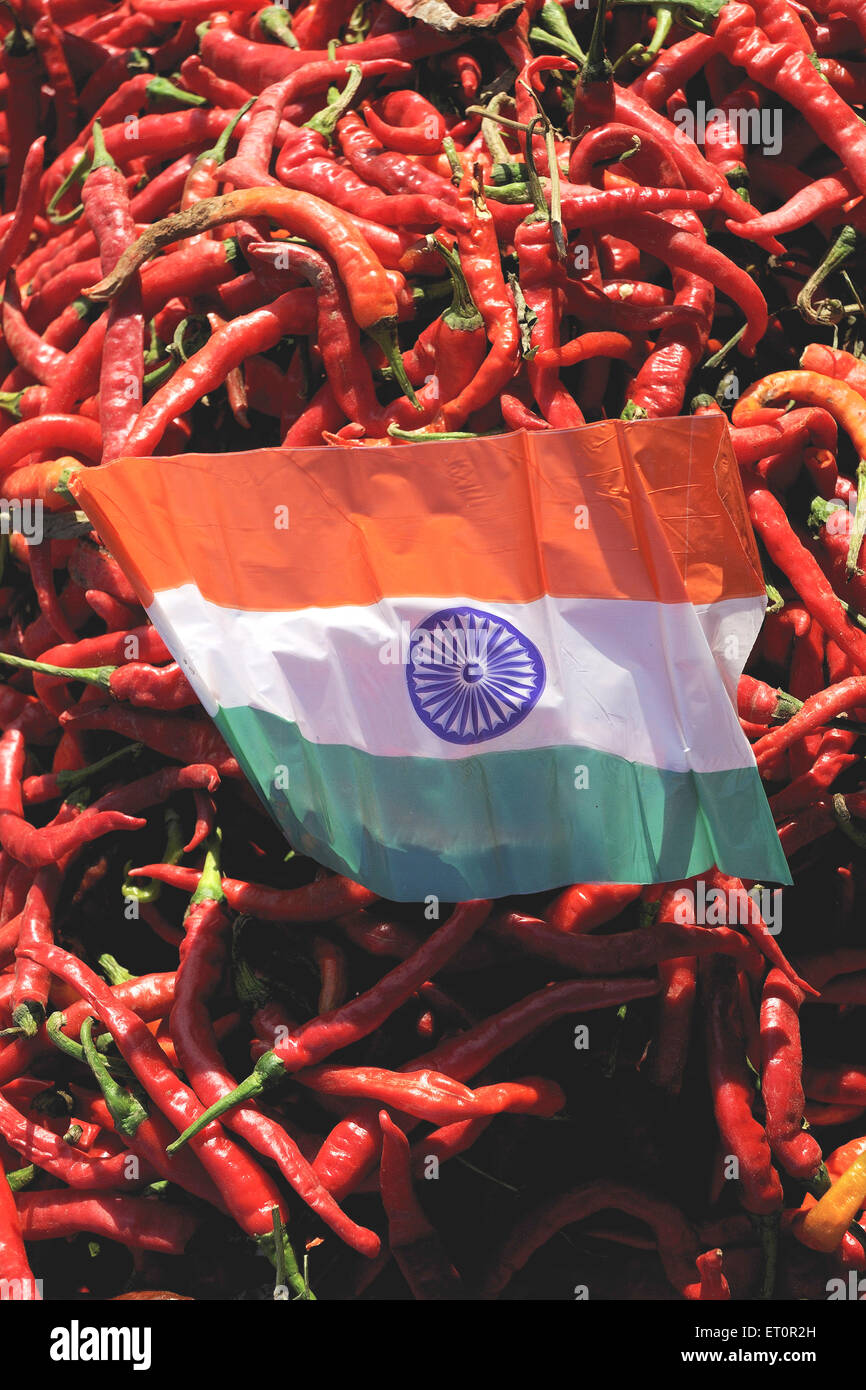 Rote Chilischoten im Hintergrund der indischen Flagge; Mathania; Jodhpur; Rajasthan; Indien Stockfoto