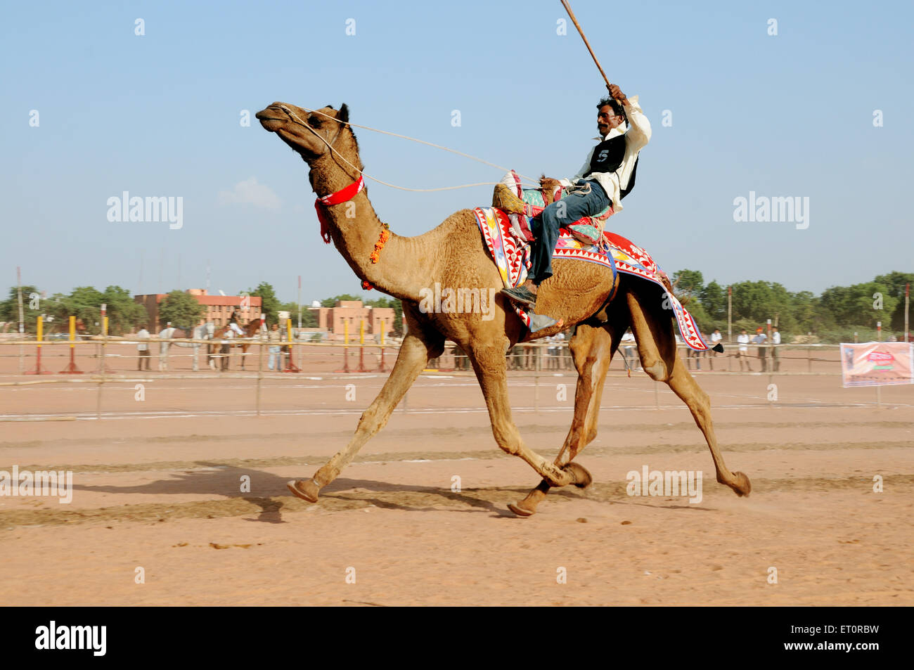 Kamelrennen in Marwar Festival, Jodhpur, Rajasthan, Indien Modell Release #786 - msa 176248 Stockfoto