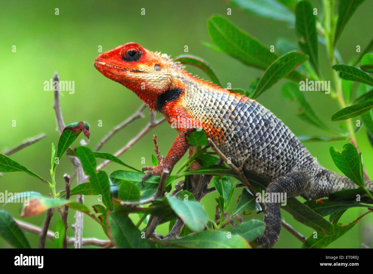 Chamäleon, Chamäleons, Chamaeleonidae, sitzend, Eidechse Stockfoto