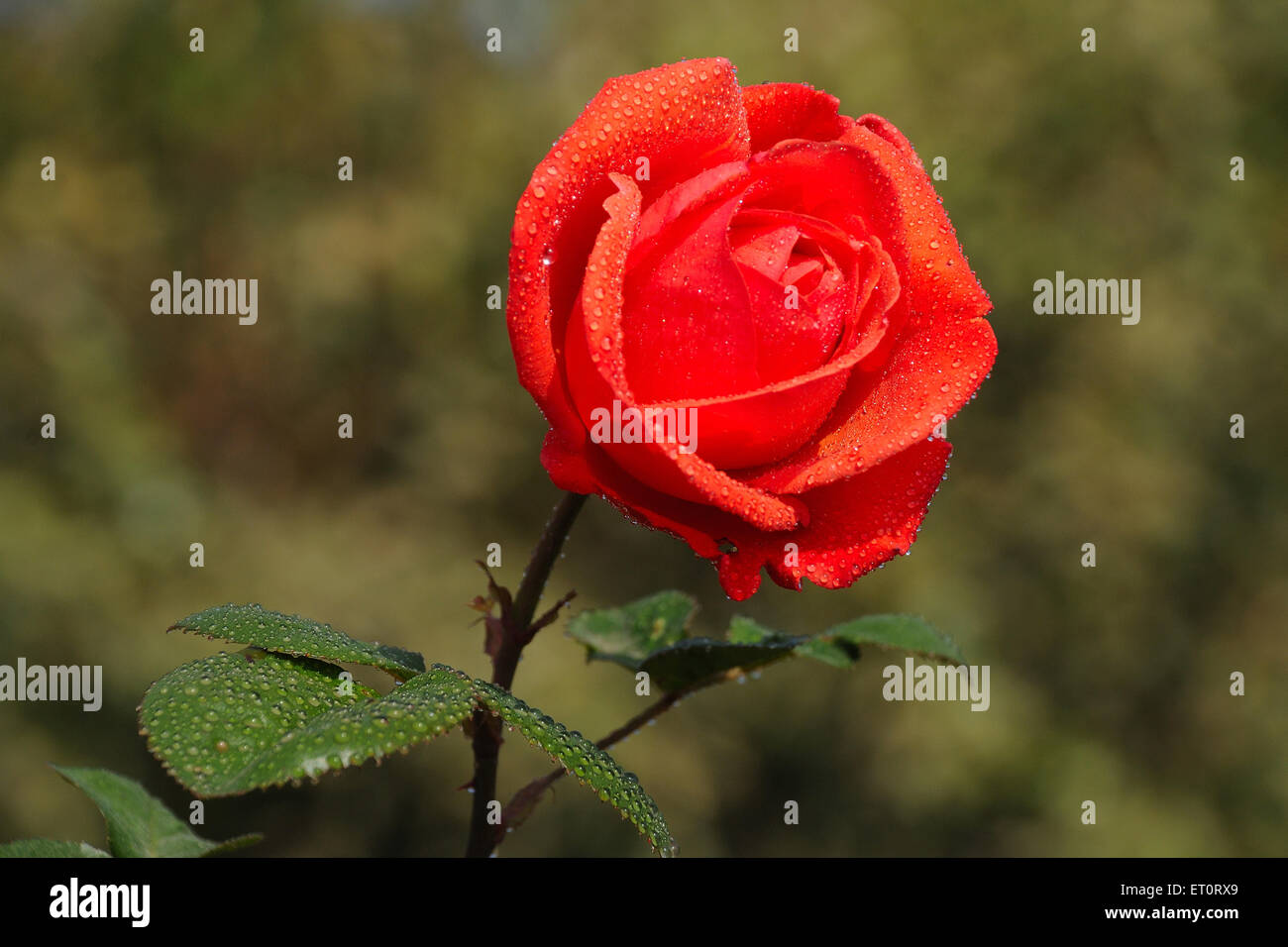 Tautropfen auf roter Rosenblüte Stockfoto