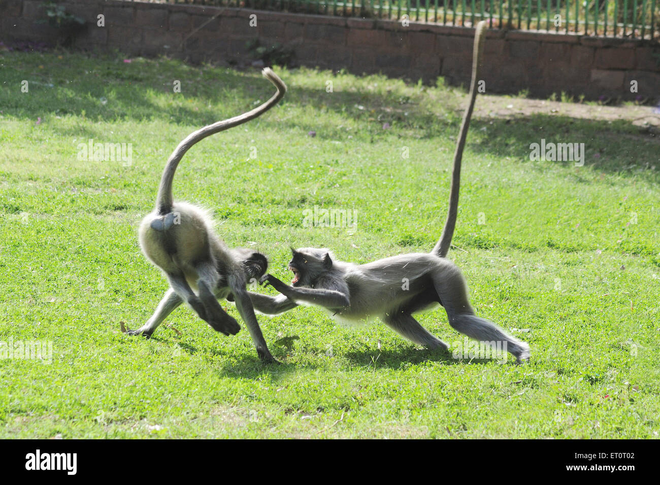 Gemeinsame Langur, Grau Langur, Hanuman Langur, Hanuman Affe, heilige Langur, Bengalen heiligen Langur, spielen, Jodhpur, Rajasthan, Indien, Asien Stockfoto