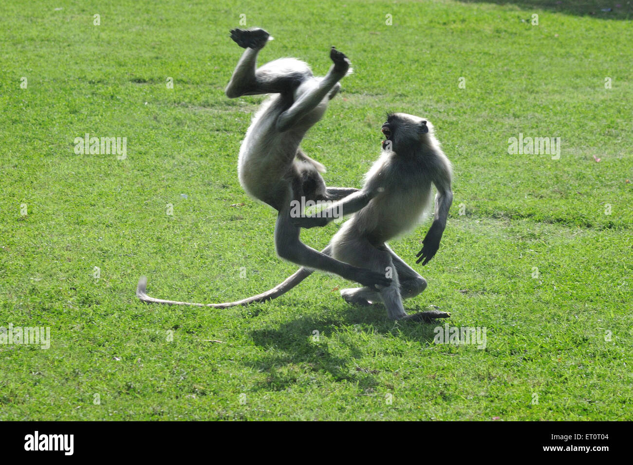 Gemeinsame Langur, Grau Langur, Hanuman Langur, Hanuman Affe, heilige Langur, Bengalen heiligen Langur, spielen, Jodhpur, Rajasthan, Indien, Asien Stockfoto