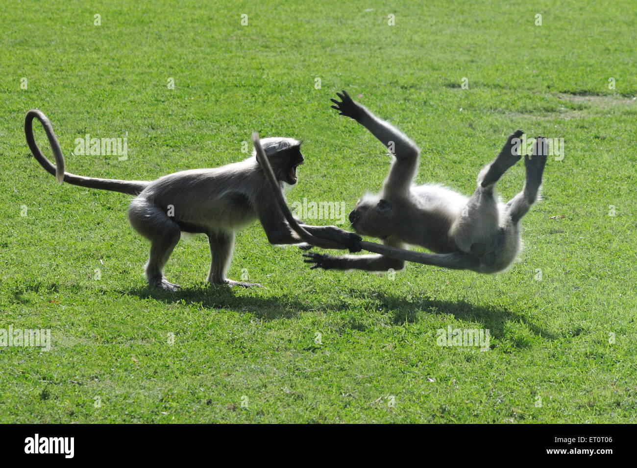 Gemeinsame Langur, Grau Langur, Hanuman Langur, Hanuman Affe, heilige Langur, Bengalen heiligen Langur, spielen, Jodhpur, Rajasthan, Indien, Asien Stockfoto